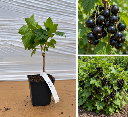 Toate produsele - Coacăz Negru Suedez Ojebyn la Ghiveci 20-30 cm