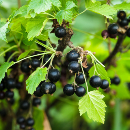 Coacaz Negru - Coacăz negru pe tulpina Tisel , radacina libera
