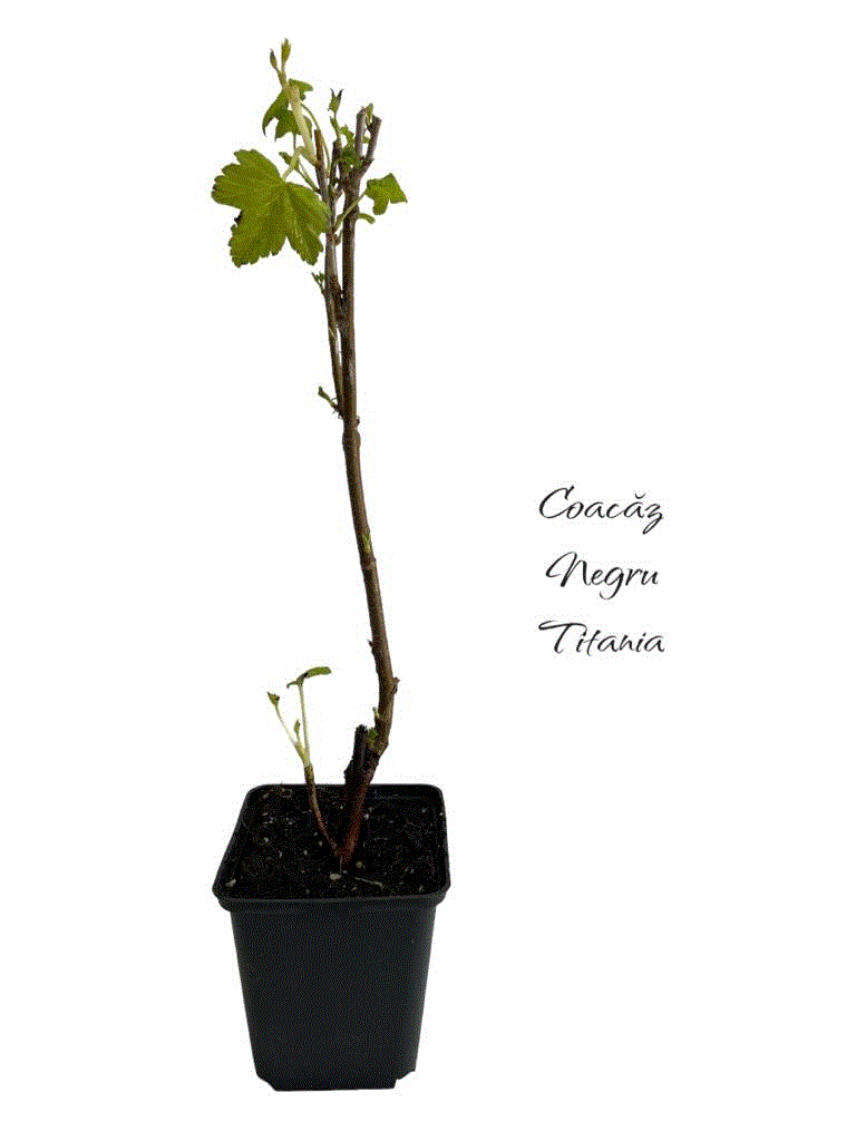 Gard viu - Coacaz negru Titania 20-40 cm , ghiveci