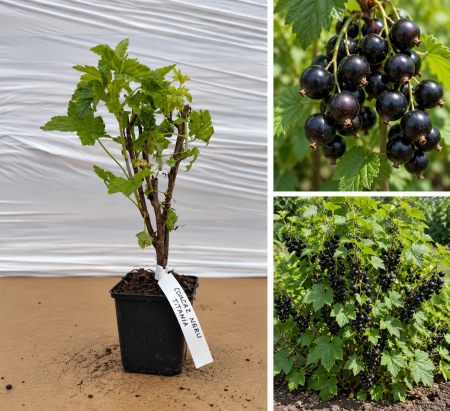 Toate produsele - Coacăz Negru Titania la Ghiveci (20-30 cm) - Foarte Productiv