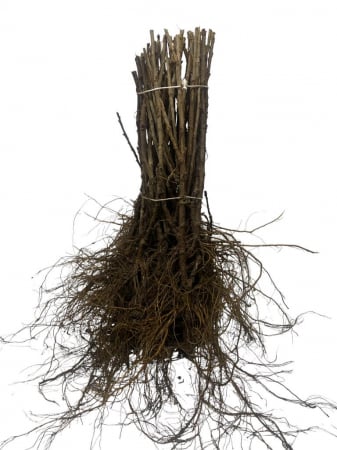 Toate produsele - Coacaz rosu Jonkheer , 20-40cm ramificate , radacina libera