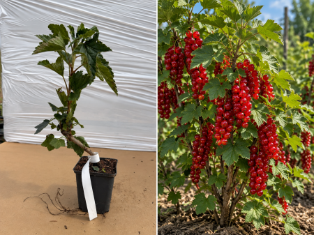 Toate produsele - Coacăz Roșu Rovada la Ghiveci 20-30 cm- Ciorchini Uriași