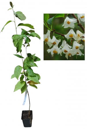 Copaci forestieri - Copac de ghiocei (Halesia carolina)