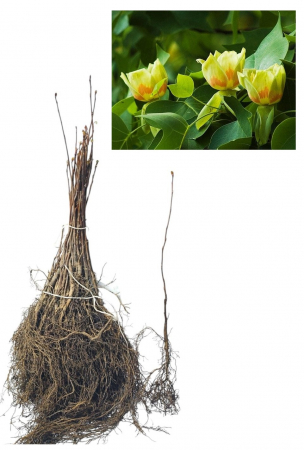 Arbori decorativi - Copac de lalele (Liriodendron tulipifera) 30-50 cm , Arborele Lalea