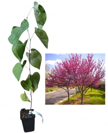 Copaci forestieri - Copacul lui Iuda - Cercis canadensis