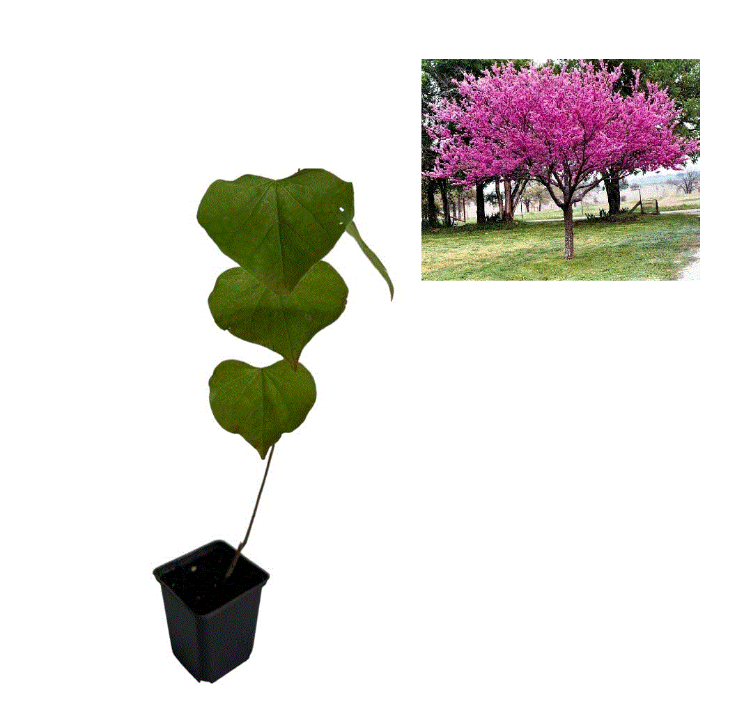 Copaci forestieri - Arborele lui Iuda (Cercis siliquastrum) 10-20 cm