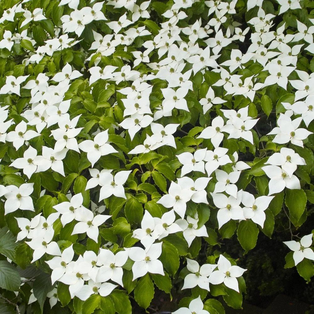 Toate produsele - Corn Chinezesc (Cornus kousa var. Chinensis) 30–50 cm , radacina libera