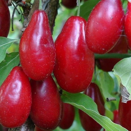 Corn comestibil Jolico fructe gigantice [1]