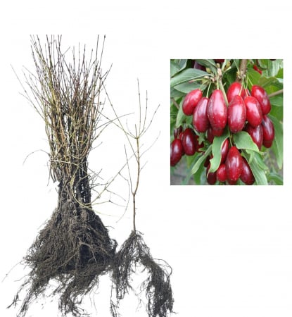 Pomi fructiferi - Corn fructifer 30-50 cm ( Cornus mas ) , radacina libera