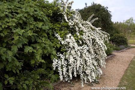 Copaci forestieri - Cununiță albă , Floarea miresii Spirea vanhouttei 40-60 cm, radacina libera