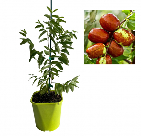 Copaci fructiferi - Curmal chinezesc Dongzao , Ziziphus jujuba 30-40cm