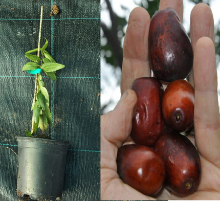 Copaci exotici (aclimatizati) - Curmal chinezesc Ziziphus sativa Lang 5-10 cm
