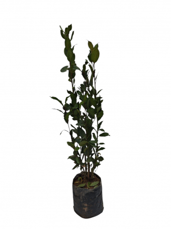 Copaci exotici (aclimatizati) - Dafin comestibil tufa 60-80cm Prunus Laurus Nobilis