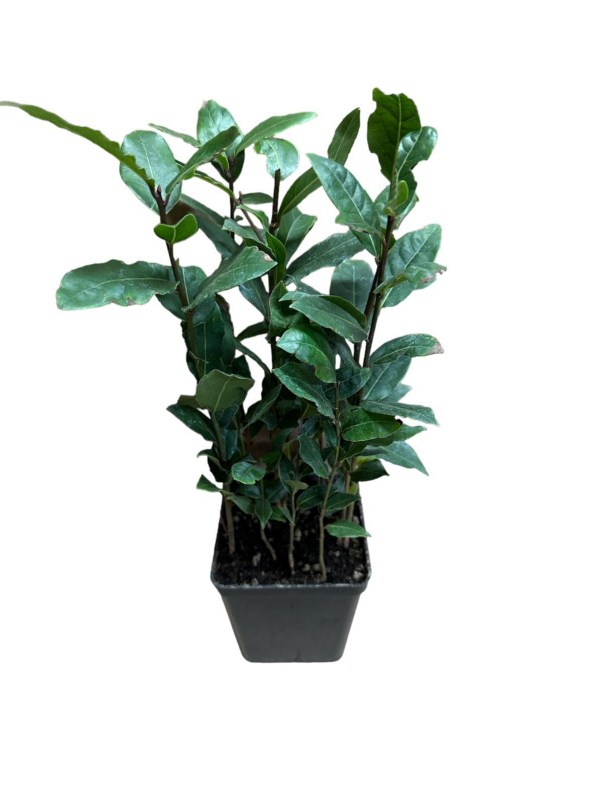 Dafin comestibil tufa - Prunus Laurus Nobilis [1]