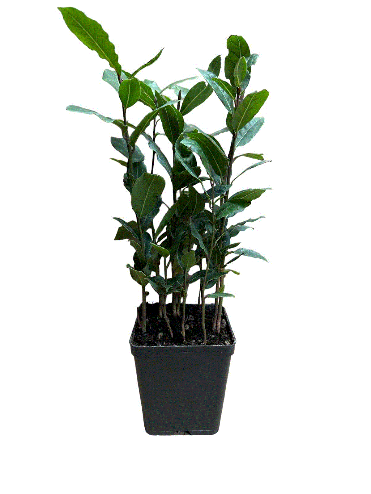 Copaci exotici (aclimatizati) - Dafin comestibil tufa - Prunus Laurus Nobilis