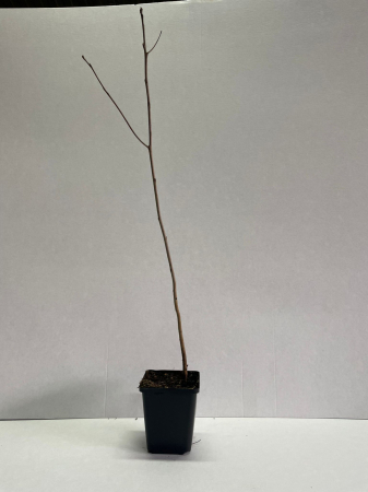 Copaci fructiferi - Kaki Diospyros virginiana – Persimonul American 30-40cm , rezistent la ger