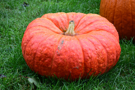 Legume - Dovleac gigant ROUGE VIF D'ETAMPES , 5 g seminte