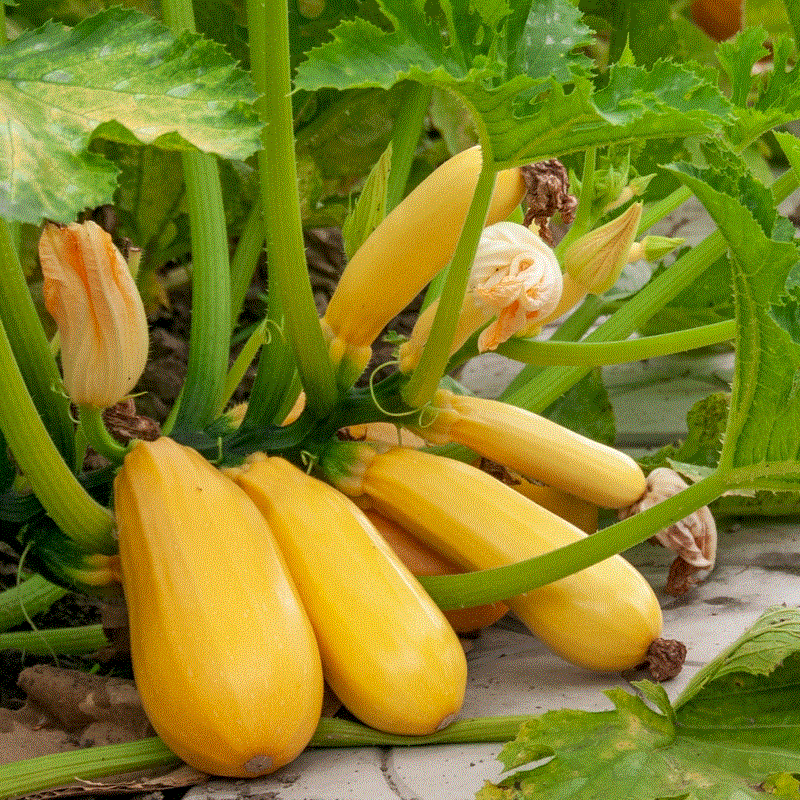 Legume - Dovleac Golden Ceppelin , 5g seminte