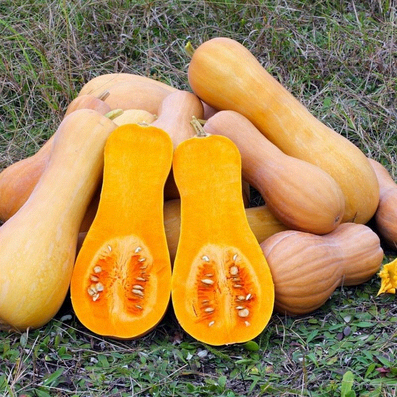 Legume - Dovleac placintar Butternut , 5g seminte