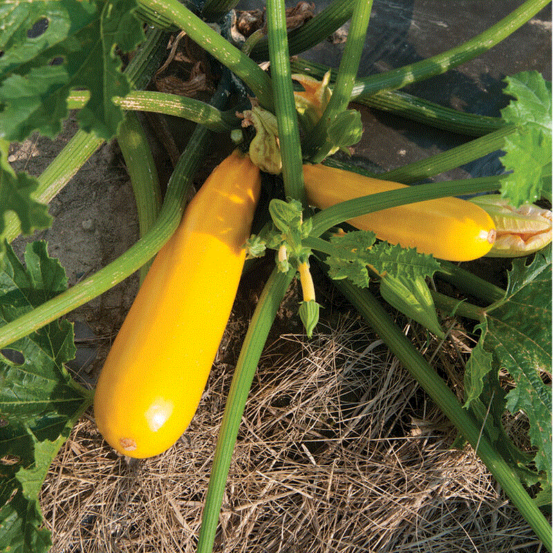 Legume - Dovlecel Zucchini Goldena , 3g seminte