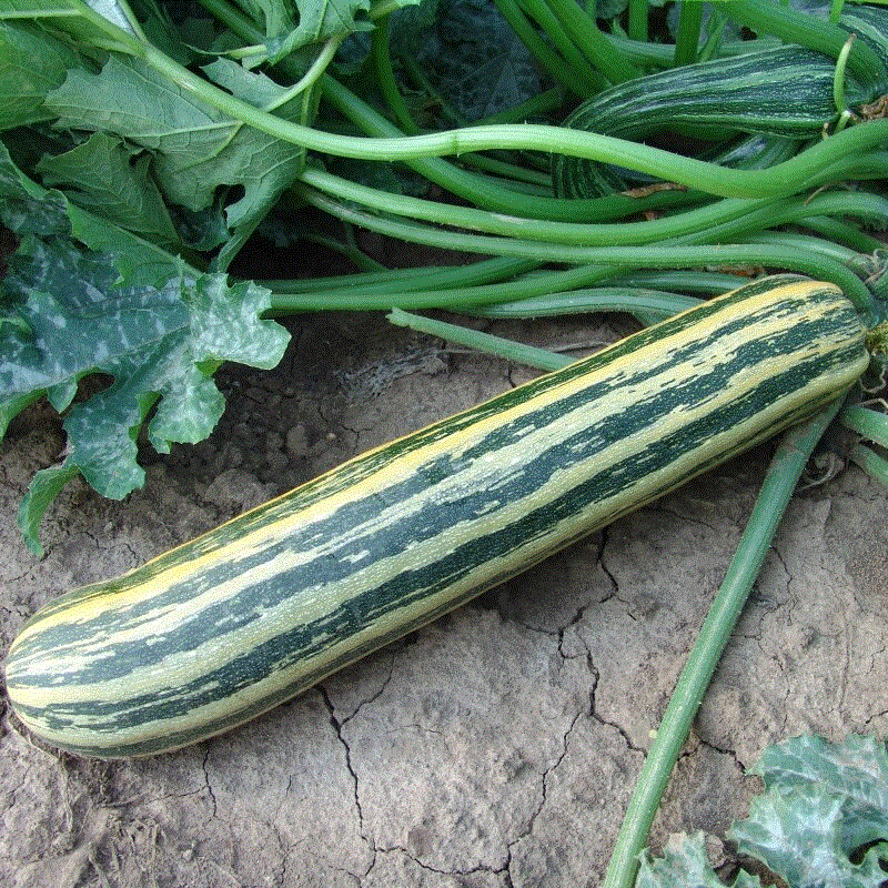Legume - Dovlecel Zucchini Tapir , 3g seminte