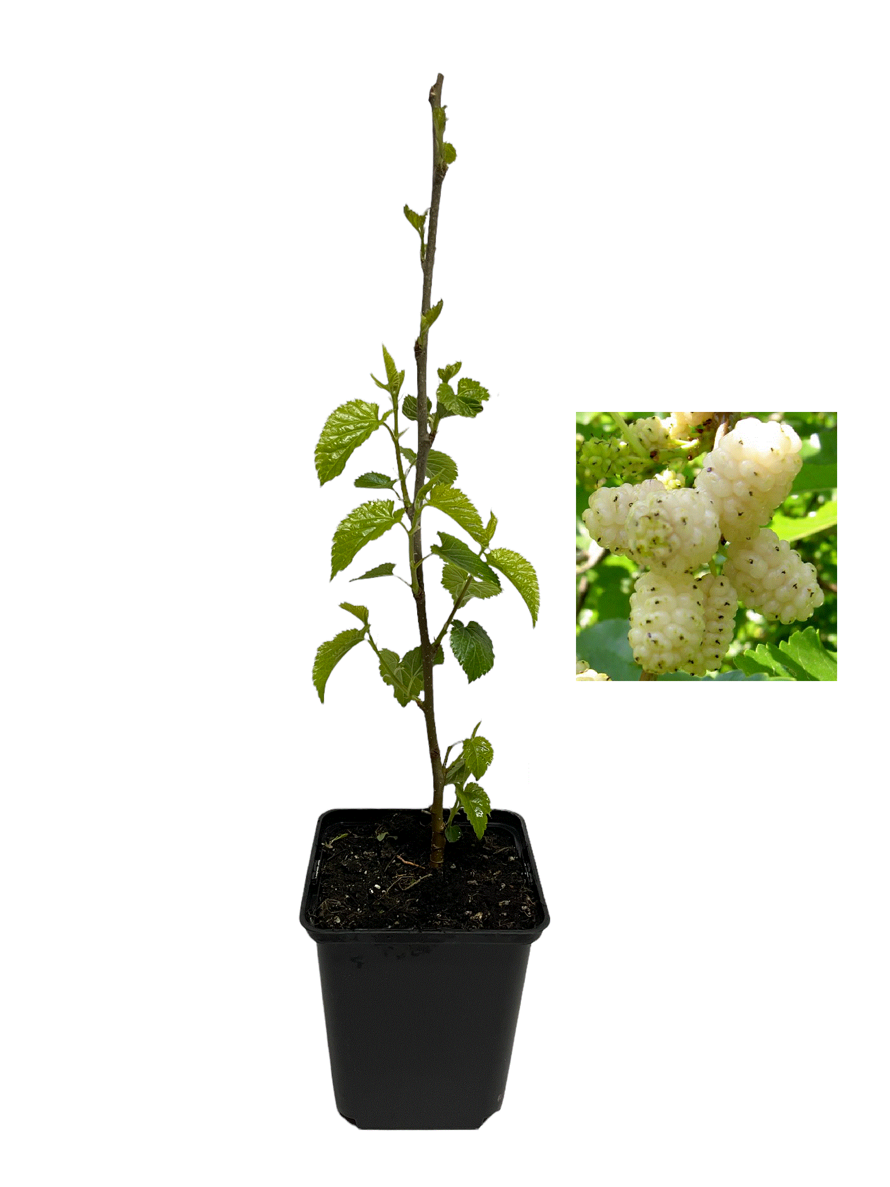 Copaci forestieri - Dud Alb - ( Morus Alba ) , ghiveci