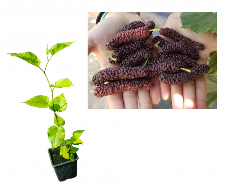 Copaci forestieri - Dud Bombix fructificare continua 30-50 cm