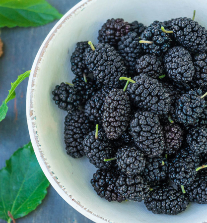 Pomi fructiferi - Dud Negru Full Seasons - Rodire Prelungită, Rezistent la -25°C , 20-30cm