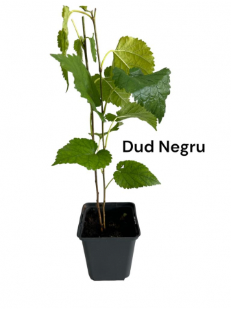 Copaci forestieri - Dud Negru- ( Morus nigra ) , ghiveci