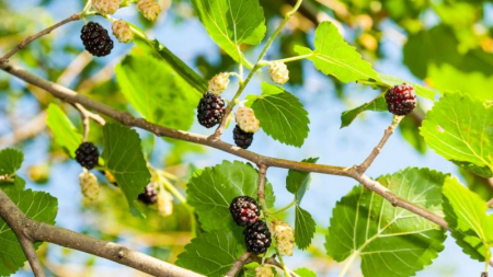 Pomi fructiferi - Dud Negru - Morus nigra 50-80 cm, radacina libera