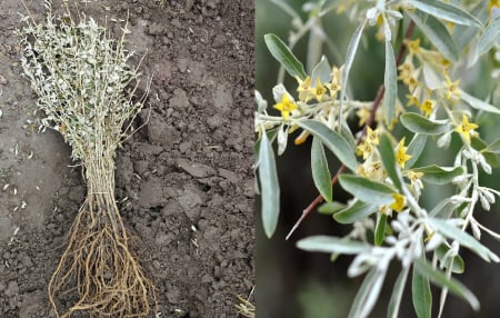 Copaci forestieri - Salcie Mirositoare Argintie - Elaeagnus angustifolia 40-60 cm , salcioara , radacina libera