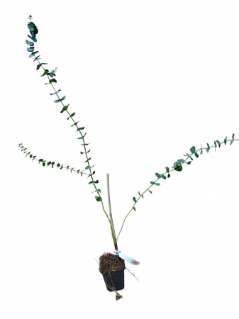 Copaci forestieri - Eucalipt ( Eucalyptus pulverulenta Baby blue ) 50-80 cm
