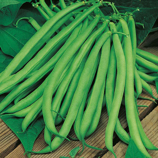 Legume - Fasole Ferrari , 30g seminte