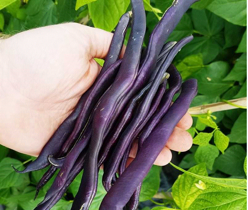 Legume - Fasole mov Blauhilde , 10g seminte