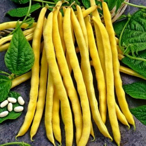 Fructe - Fasole Neckargold , 10g seminte