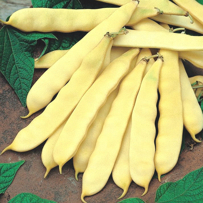 Legume - Fasole Supernano Giallo , 30g seminte