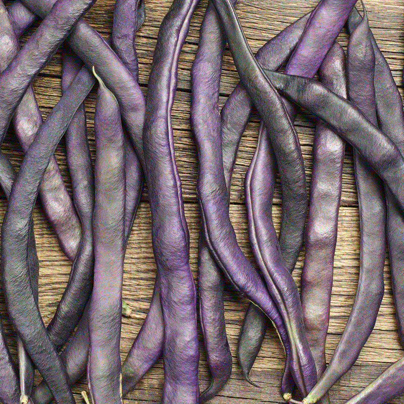 Legume - Fasole  Teepee violet , 30g seminte