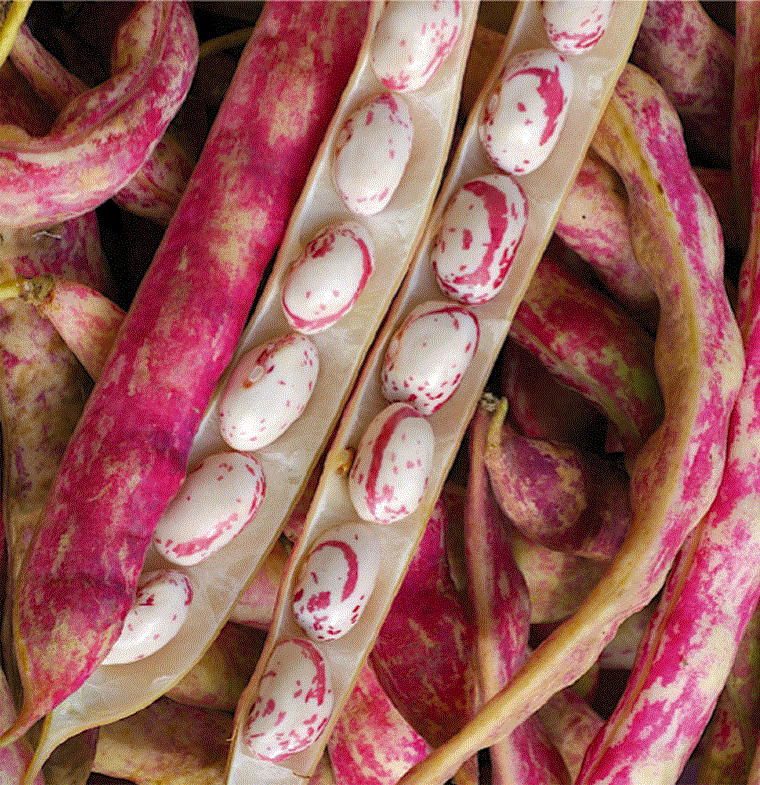 Legume - Fasolea rosie Borlotto , 30g seminte