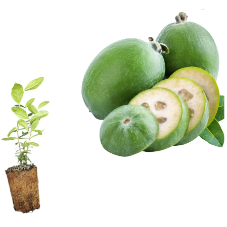 Arbusti fructiferi - Feijoa ananas guava (Acca sellowiana) 10–20 cm