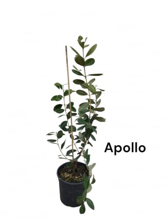 Toate produsele - Feijoua  Ananas guava Feijoa Sellowiana Apollo 40-60 cm