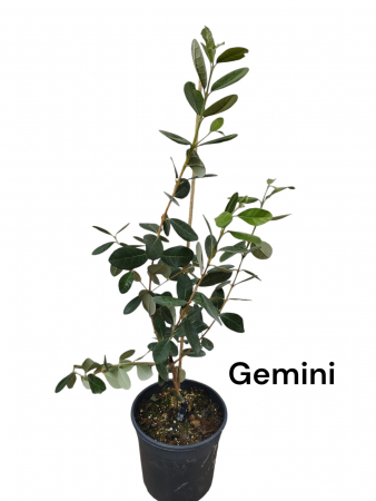Toate produsele - Feijoua Ananas guava Feijoa Sellowiana Gemini 40-60 cm