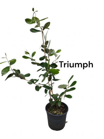 Toate produsele - Feijoua Ananas guava Feijoa Sellowiana Triumph 40-60 cm