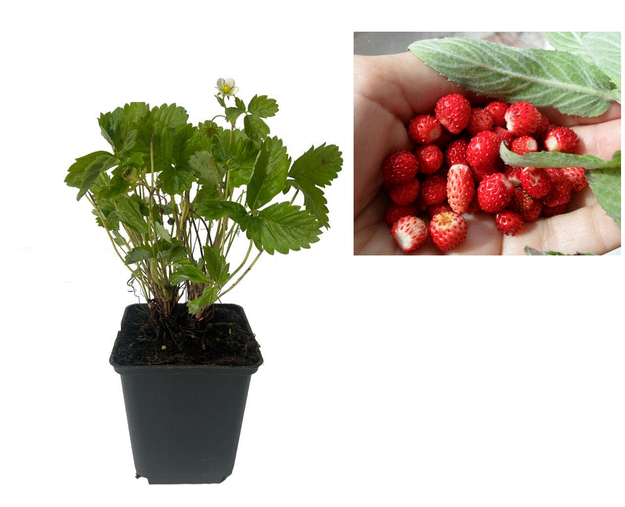 Toate produsele - Fragi / Fragute Baron , ( Fragaria vesca ) , 2 ani