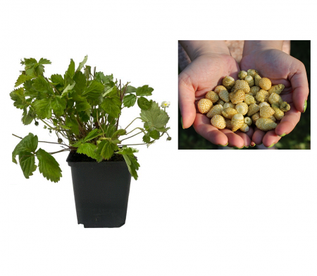 Toate produsele - Fragi / Fragute galbene Yellow Wonder ( Fragaria vesca )