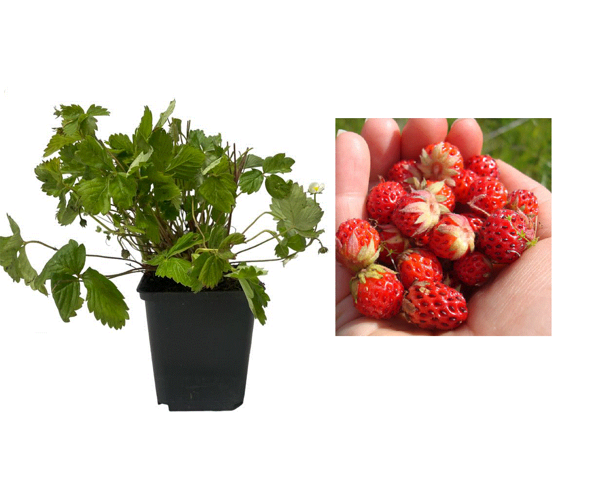 Arbusti fructiferi - Fragi / Fragute Regina , ( Fragaria vesca ) , 2 ani