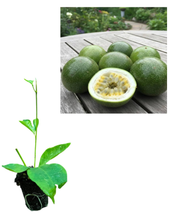 Arbusti fructiferi - Fructul Pasiunii EIA POPEIA – Maracuja Rezistentă la Ger 10-20cm