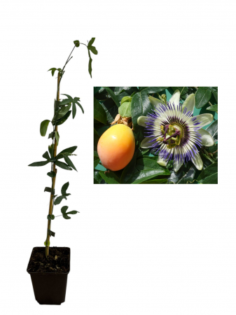 Copaci fructiferi - Fructul pasiunii  - Maracuja - Passiflora caerulea 60-80cm