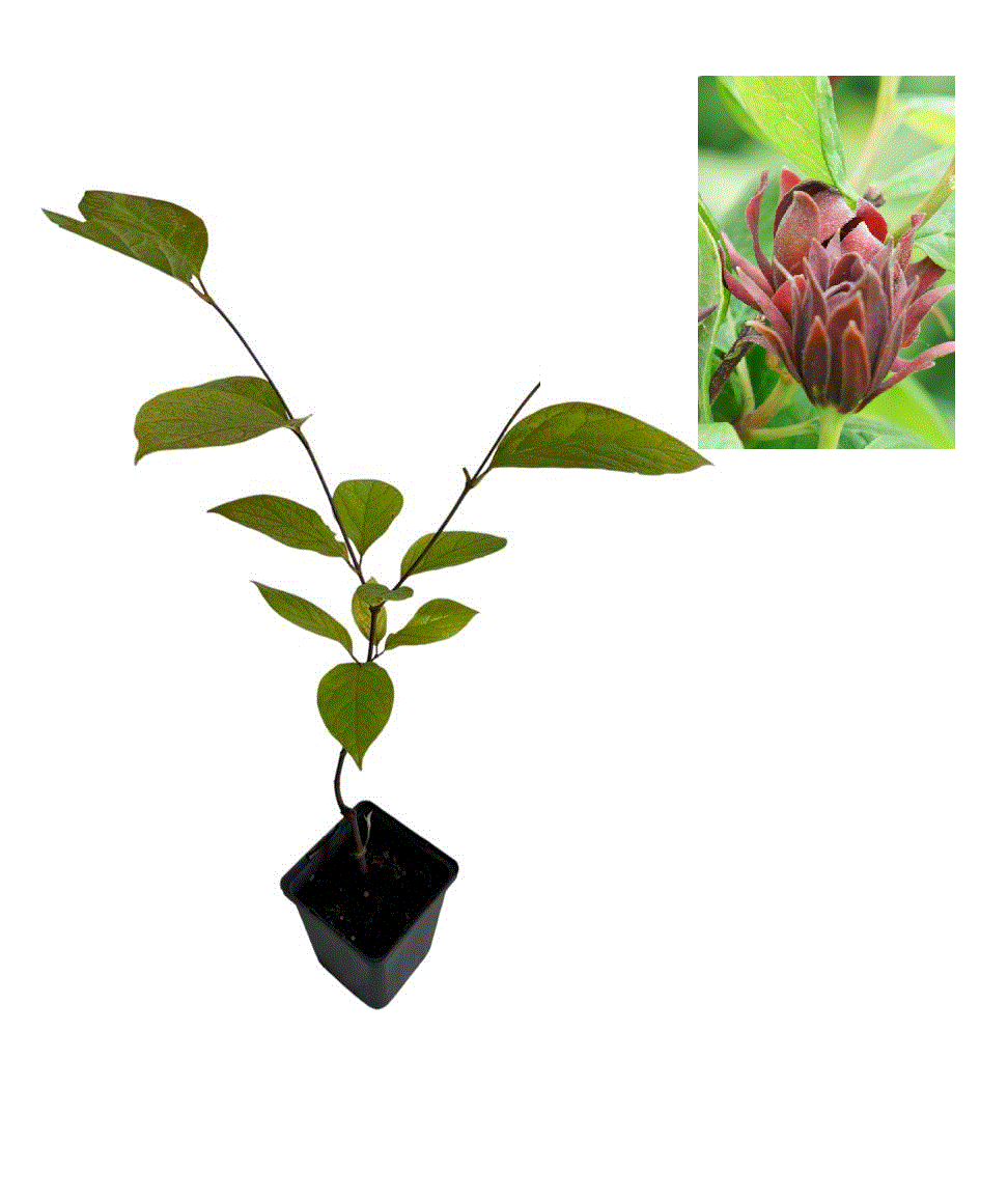 Gard viu - Garofiță piperată (Calycanthus floridus)