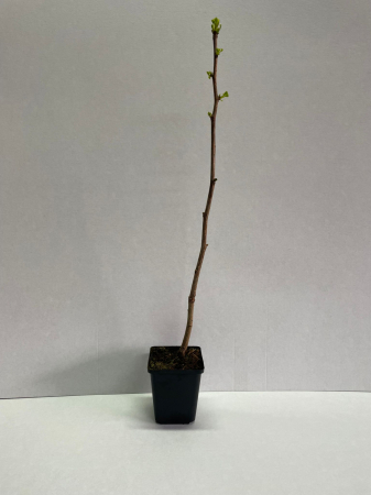 Copaci forestieri - Ginkgo Biloba ( Arborele Pagodelor )  30-40cm
