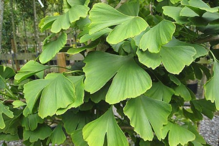 Copaci forestieri - Ginko biloba - copacul memoriei 15-20 cm